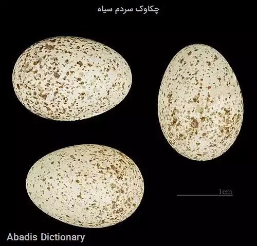 چکاوک سردم سیاه